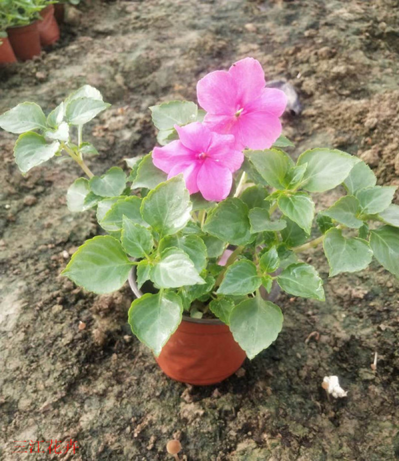 草花批发大盆非洲凤仙小杯凤仙花山东宿根地被基地