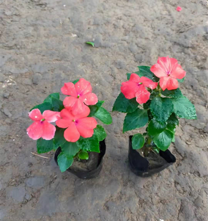 草花批发大盆非洲凤仙小杯凤仙花山东宿根地被基地