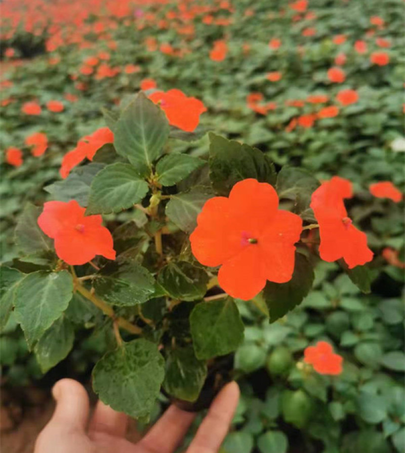 草花批发大盆非洲凤仙小杯凤仙花山东宿根地被基地