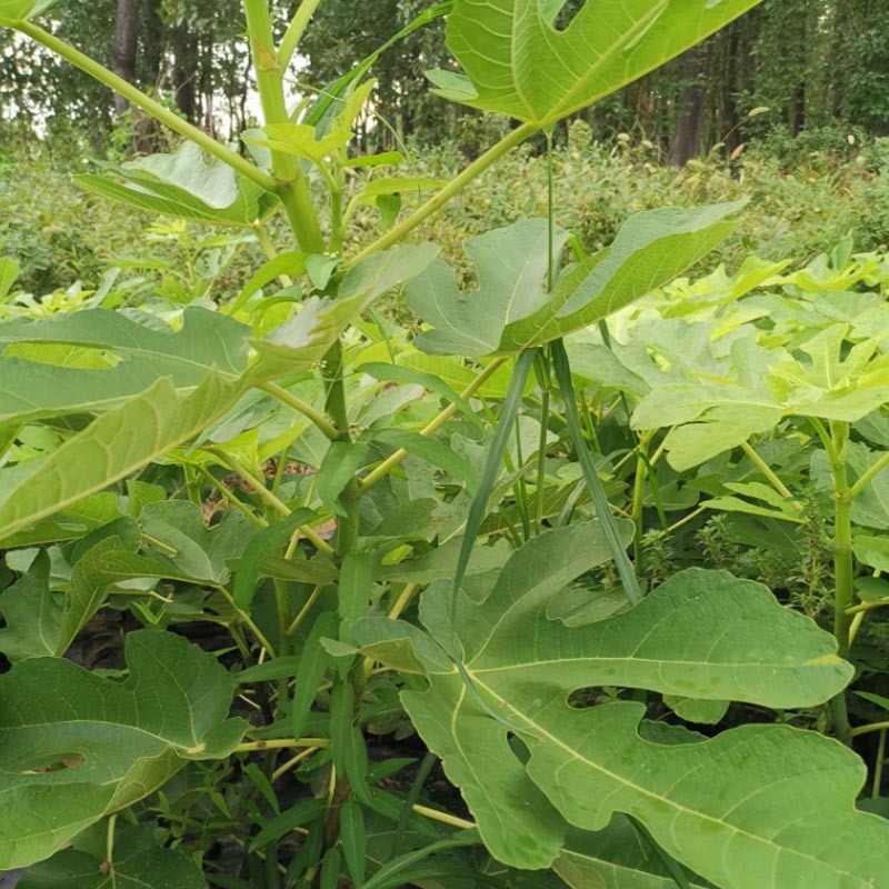 无花果种苗种根结果好吃品种好成活率高