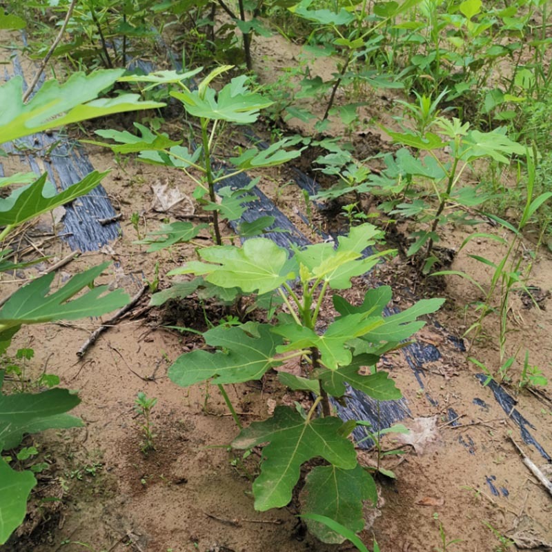 无花果种苗种根结果好吃品种好成活率高