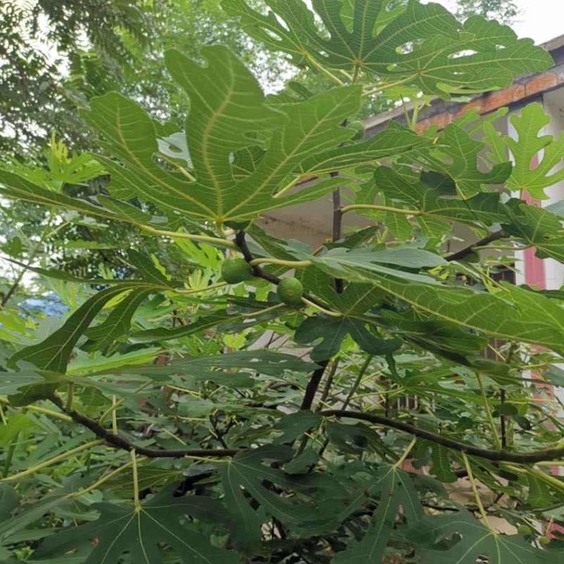 无花果种苗种根结果好吃品种好成活率高
