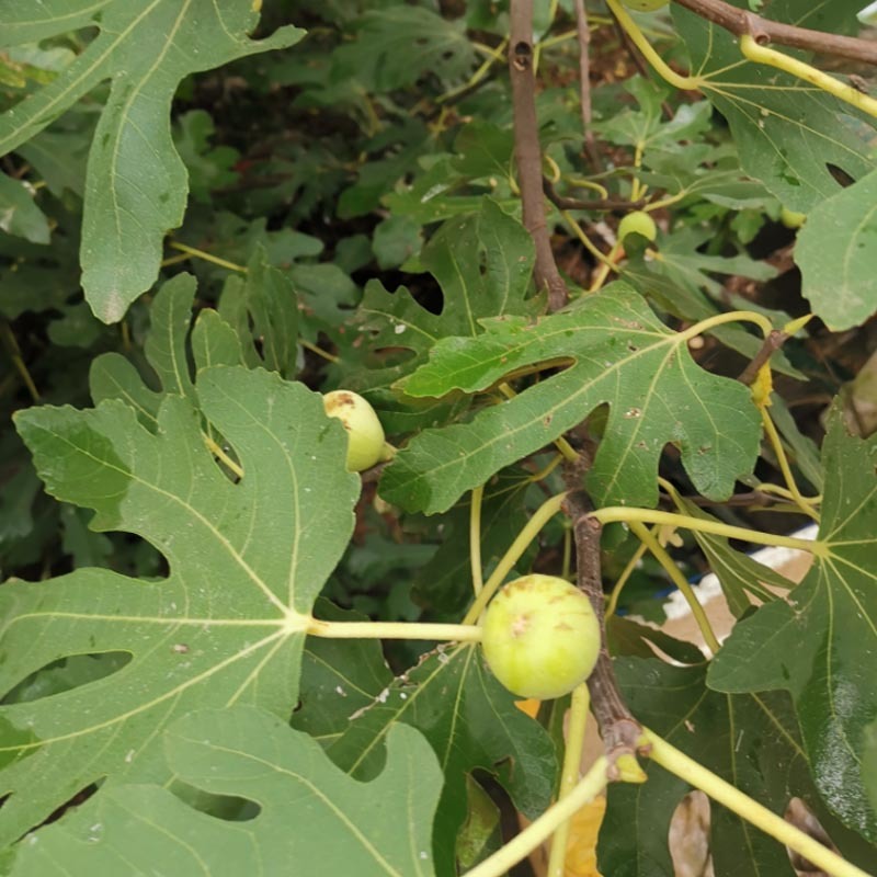 无花果种苗种根结果好吃品种好成活率高