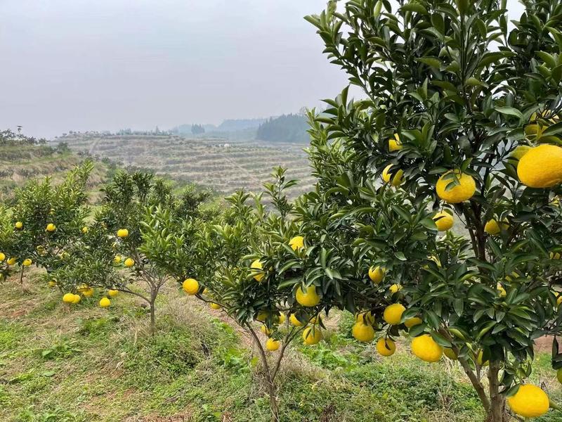 湖南怀化黄金贡柚柚子一件代发产地直发平台供应
