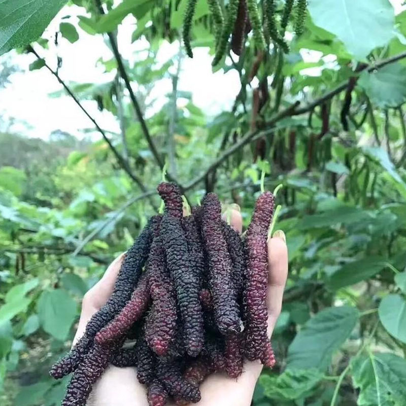 长果桑树苗抗热嫁接苗早熟长桑葚多年生水果树苗春秋种植