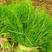 割茬茴香种子四季播农家高产小茴香籽菜园阳台生长时间短