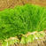 割茬茴香种子四季播农家高产小茴香籽菜园阳台生长时间短