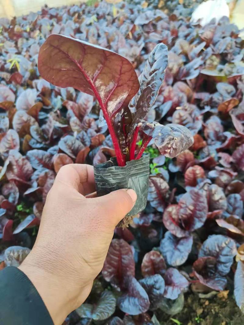 观赏用红叶甜菜红叶菠菜多年生草本观叶植物