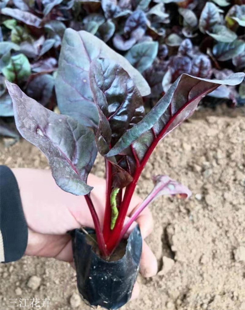 观赏用红叶甜菜红叶菠菜多年生草本观叶植物