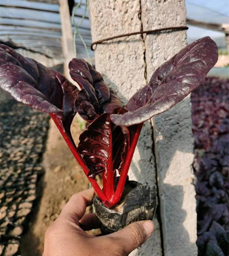 观赏用红叶甜菜红叶菠菜多年生草本观叶植物