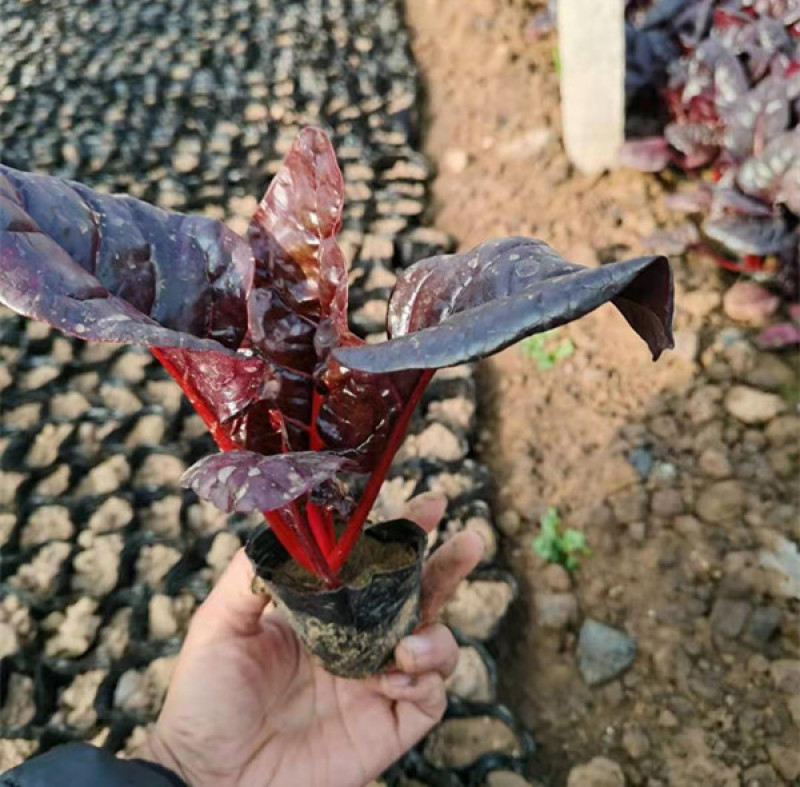 观赏用红叶甜菜红叶菠菜多年生草本观叶植物