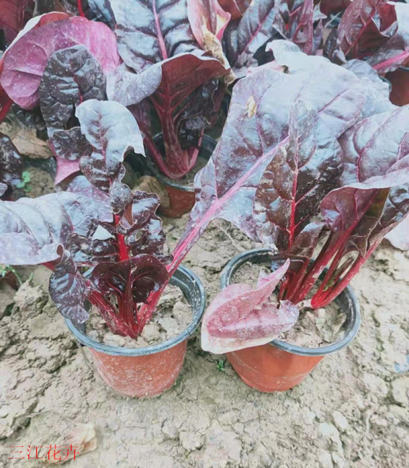 观赏用红叶甜菜红叶菠菜多年生草本观叶植物