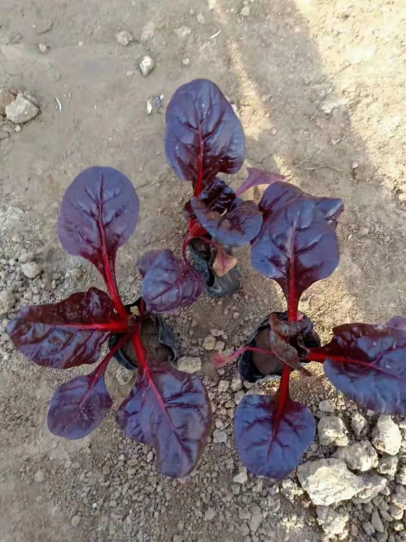 观赏用红叶甜菜红叶菠菜多年生草本观叶植物