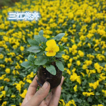 角堇花苗多色角堇大量批发三色角堇销售耐寒角堇基地供