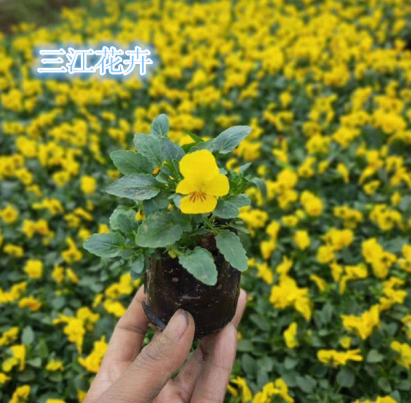 角堇花苗多色角堇大量批发三色角堇销售耐寒角堇基地供