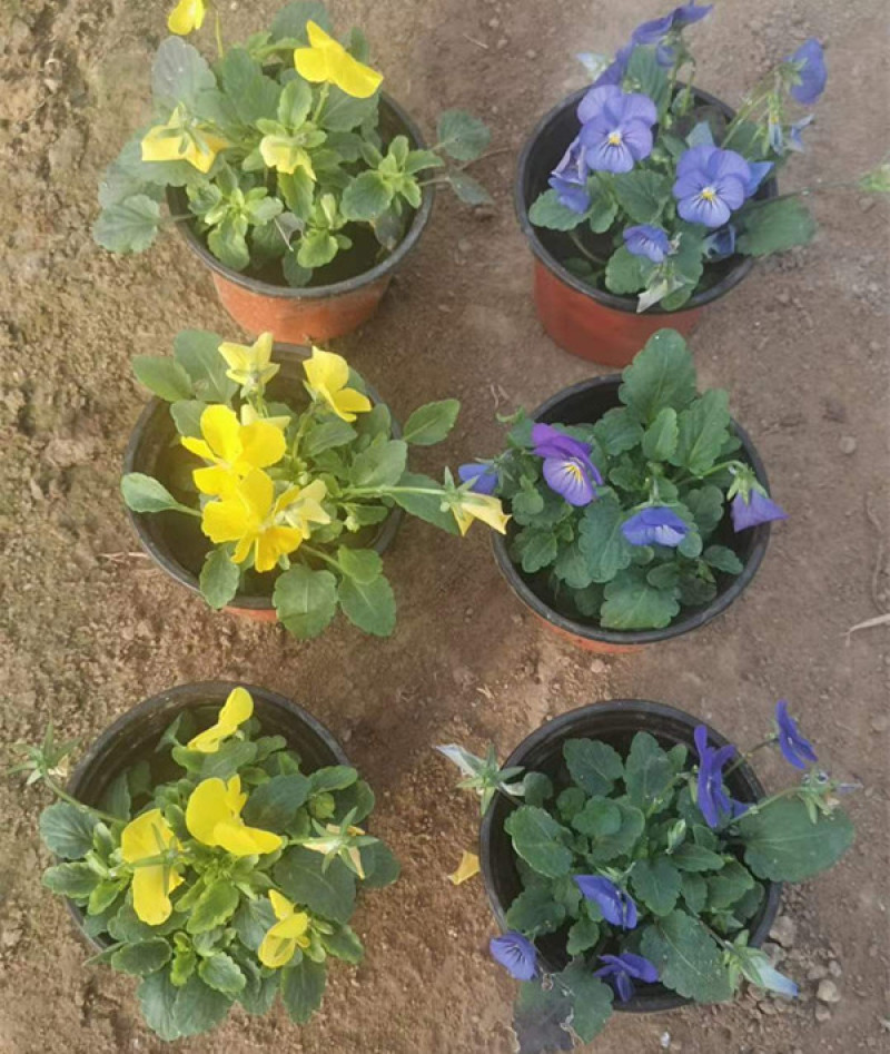 角堇花苗多色角堇大量批发三色角堇销售耐寒角堇基地供