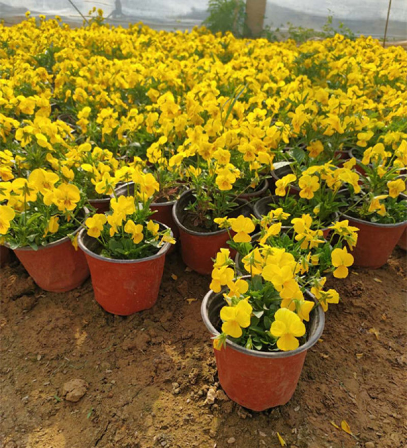 角堇花苗多色角堇大量批发三色角堇销售耐寒角堇基地供