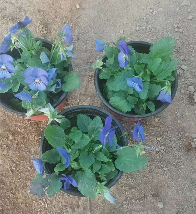 角堇花苗多色角堇大量批发三色角堇销售耐寒角堇基地供
