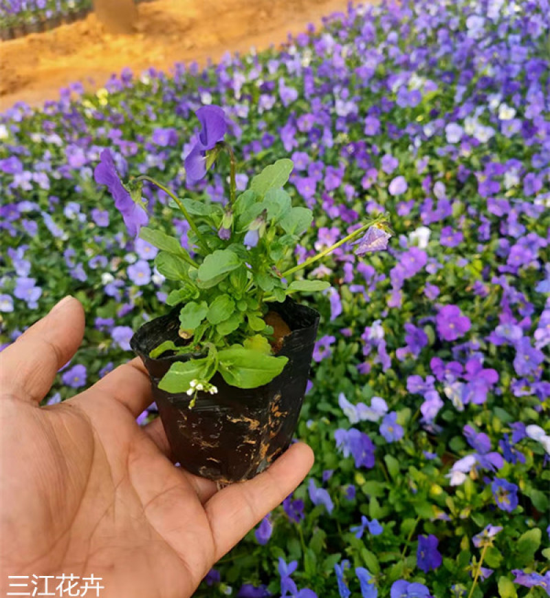 角堇花苗多色角堇大量批发三色角堇销售耐寒角堇基地供