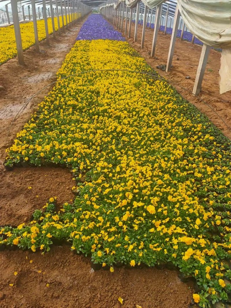 角堇花苗多色角堇大量批发三色角堇销售耐寒角堇基地供