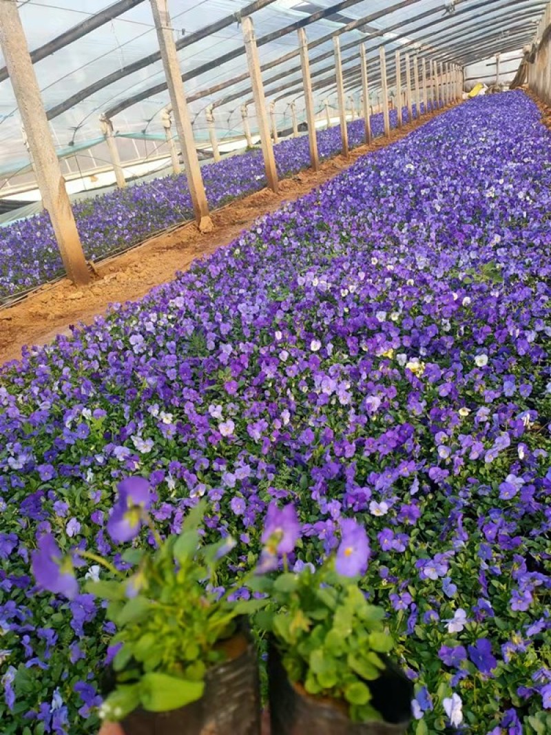 角堇花苗多色角堇大量批发三色角堇销售耐寒角堇基地供