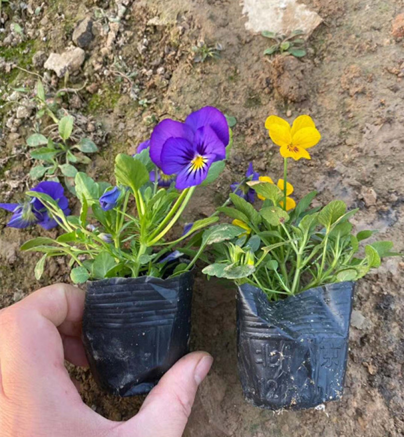 角堇花苗多色角堇大量批发三色角堇销售耐寒角堇基地供