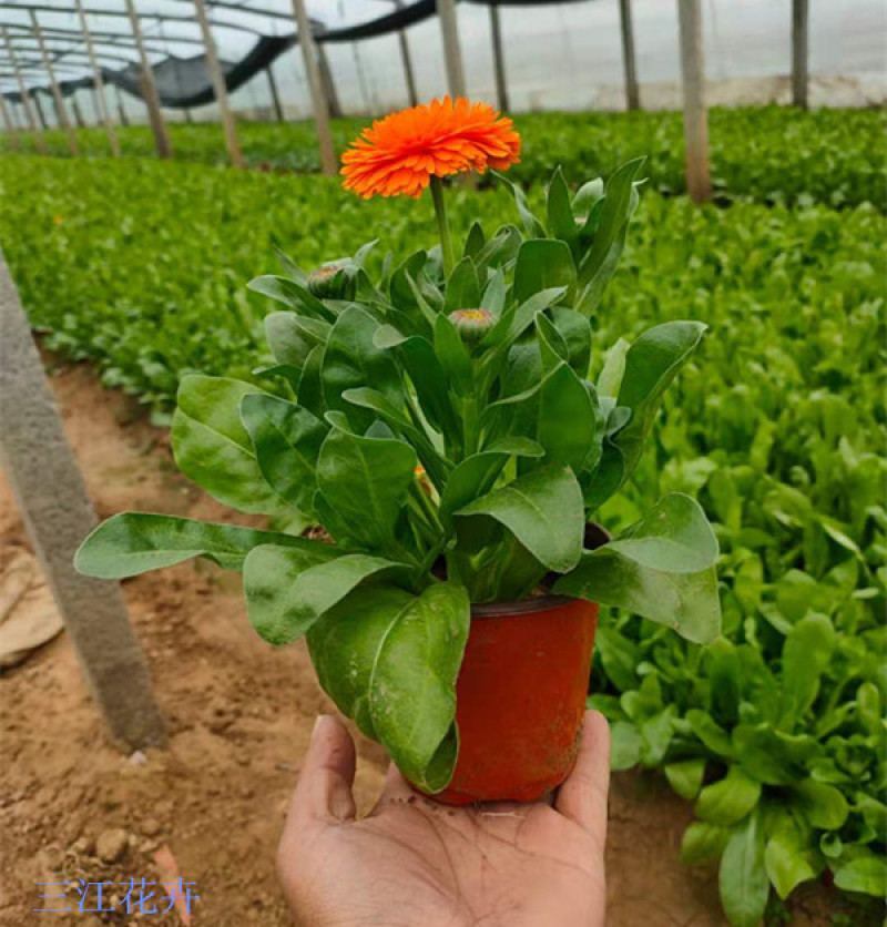 金盏菊工程苗种植基地观赏花卉花朵繁盛鲜艳冬叶长绿