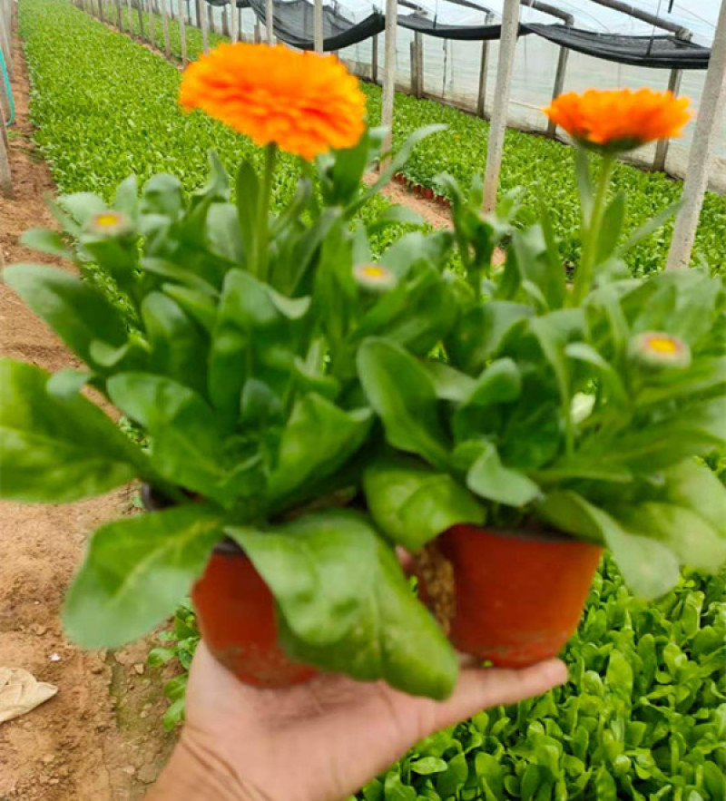 金盏菊工程苗种植基地观赏花卉花朵繁盛鲜艳冬叶长绿