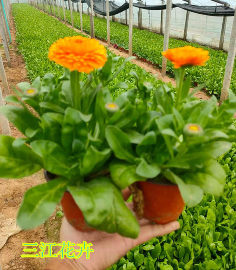 金盏菊工程苗种植基地观赏花卉花朵繁盛鲜艳冬叶长绿