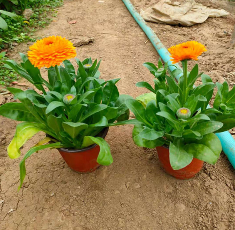金盏菊工程苗种植基地观赏花卉花朵繁盛鲜艳冬叶长绿