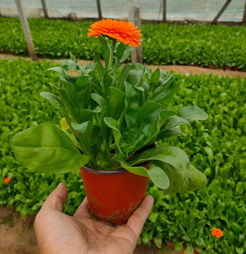金盏菊工程苗种植基地观赏花卉花朵繁盛鲜艳冬叶长绿