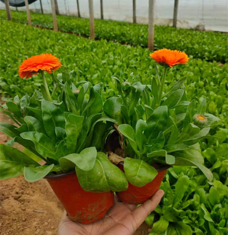 金盏菊工程苗种植基地观赏花卉花朵繁盛鲜艳冬叶长绿