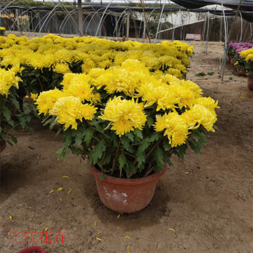 多花苞千头菊十月一观赏盆栽双色盆大菊花价格耐寒菊花