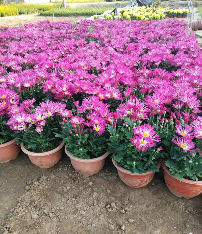 多花苞千头菊十月一观赏盆栽双色盆大菊花价格耐寒菊花