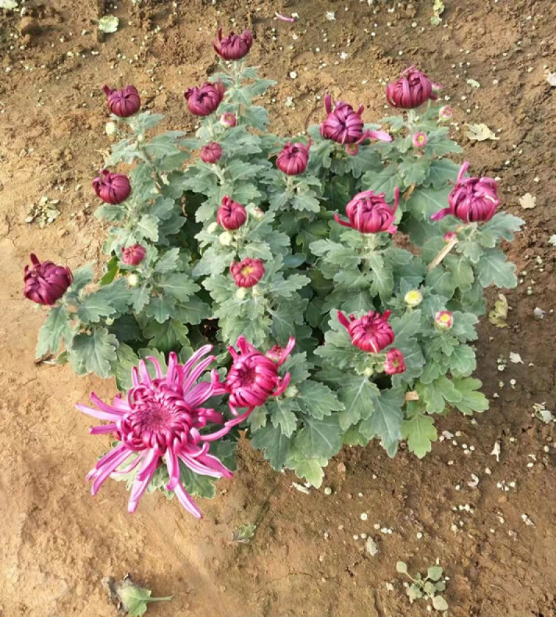 多花苞千头菊十月一观赏盆栽双色盆大菊花价格耐寒菊花