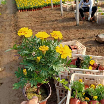 宿根植物孔雀草茎直立花冠黄色喜阳光环境园林栽植