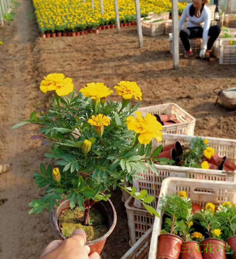 宿根植物孔雀草茎直立花冠黄色喜阳光环境园林栽植