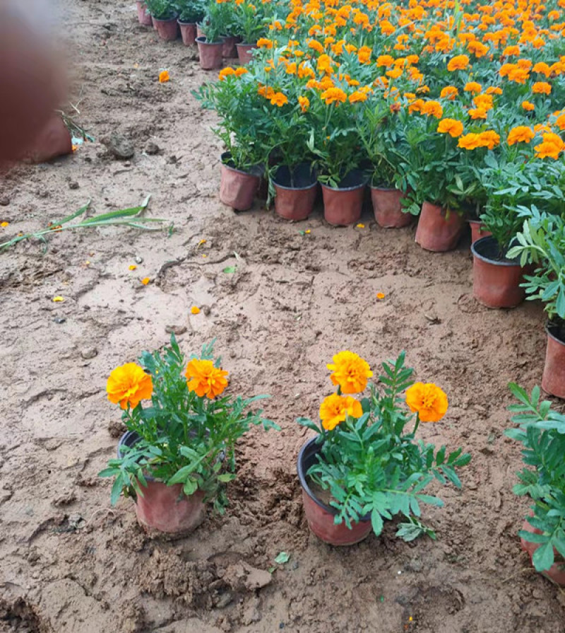 宿根植物孔雀草茎直立花冠黄色喜阳光环境园林栽植