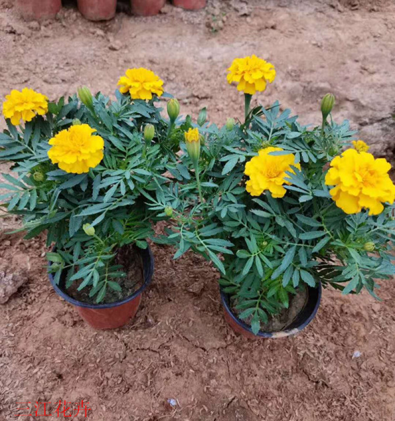 宿根植物孔雀草茎直立花冠黄色喜阳光环境园林栽植
