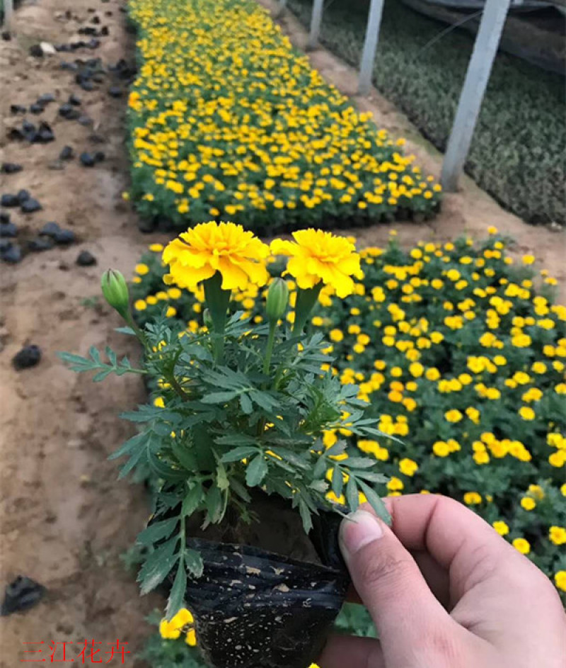 宿根植物孔雀草茎直立花冠黄色喜阳光环境园林栽植
