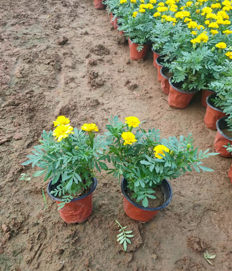 宿根植物孔雀草茎直立花冠黄色喜阳光环境园林栽植