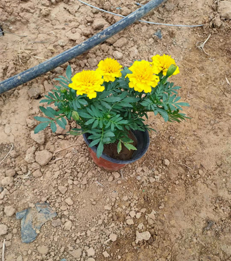 宿根植物孔雀草茎直立花冠黄色喜阳光环境园林栽植
