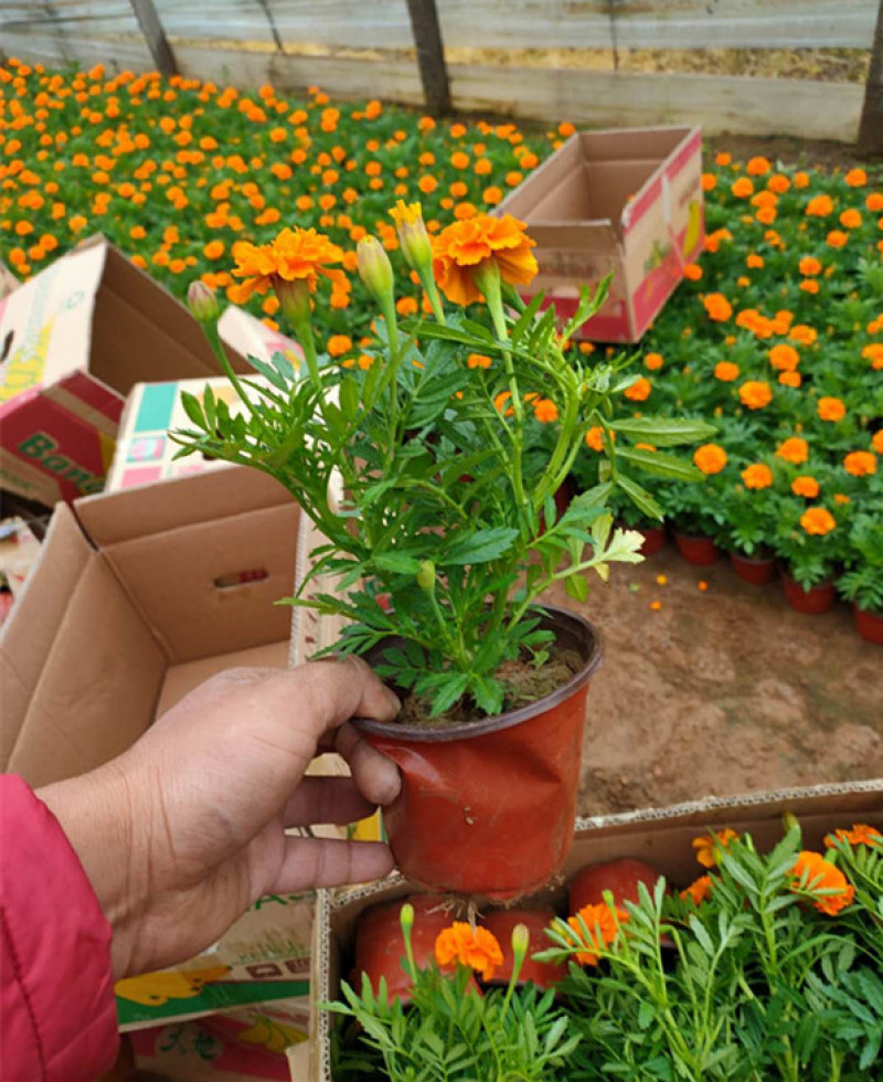 宿根植物孔雀草茎直立花冠黄色喜阳光环境园林栽植