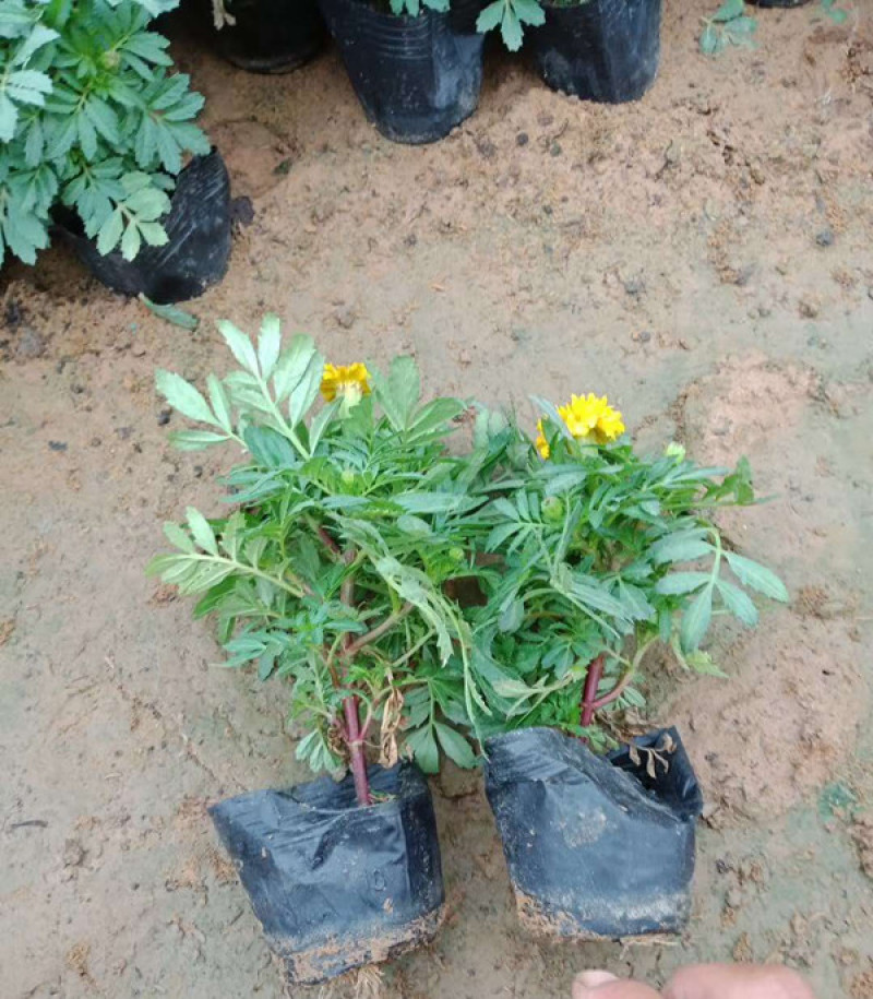 宿根植物孔雀草茎直立花冠黄色喜阳光环境园林栽植