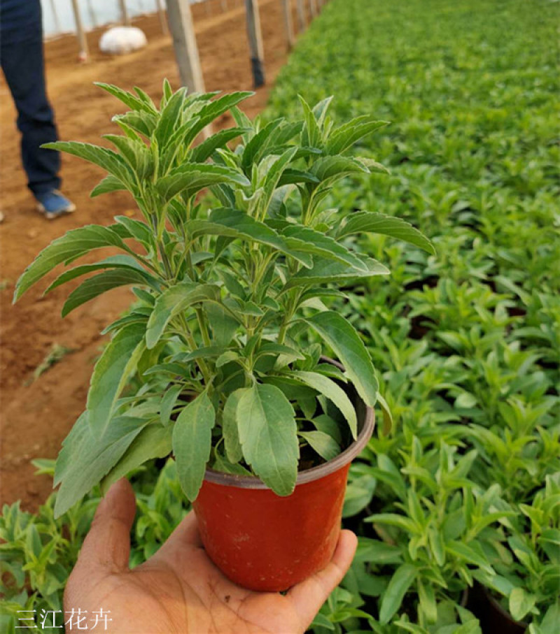 草花鼠尾草花海观赏植物双色盆鼠尾草批发根系好一串蓝