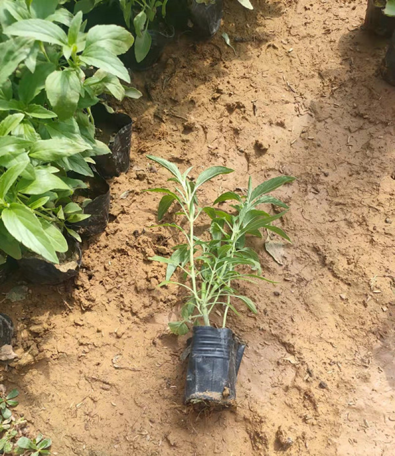 草花鼠尾草花海观赏植物双色盆鼠尾草批发根系好一串蓝