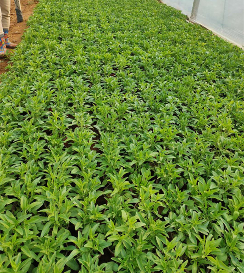 草花鼠尾草花海观赏植物双色盆鼠尾草批发根系好一串蓝