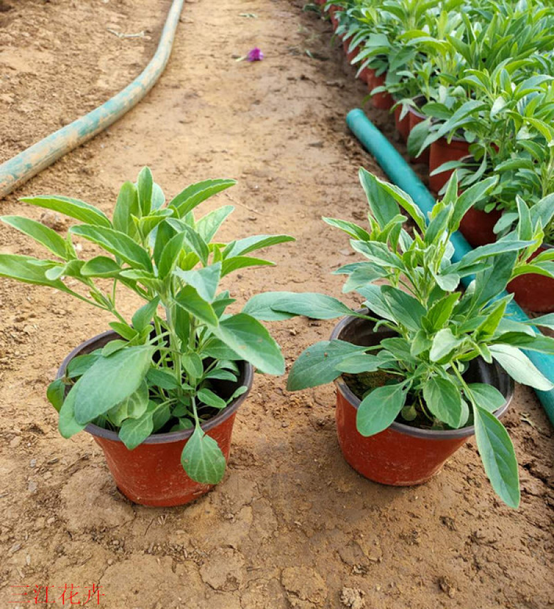 草花鼠尾草花海观赏植物双色盆鼠尾草批发根系好一串蓝