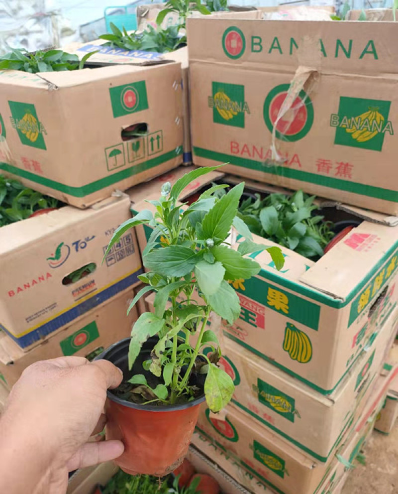 草花鼠尾草花海观赏植物双色盆鼠尾草批发根系好一串蓝