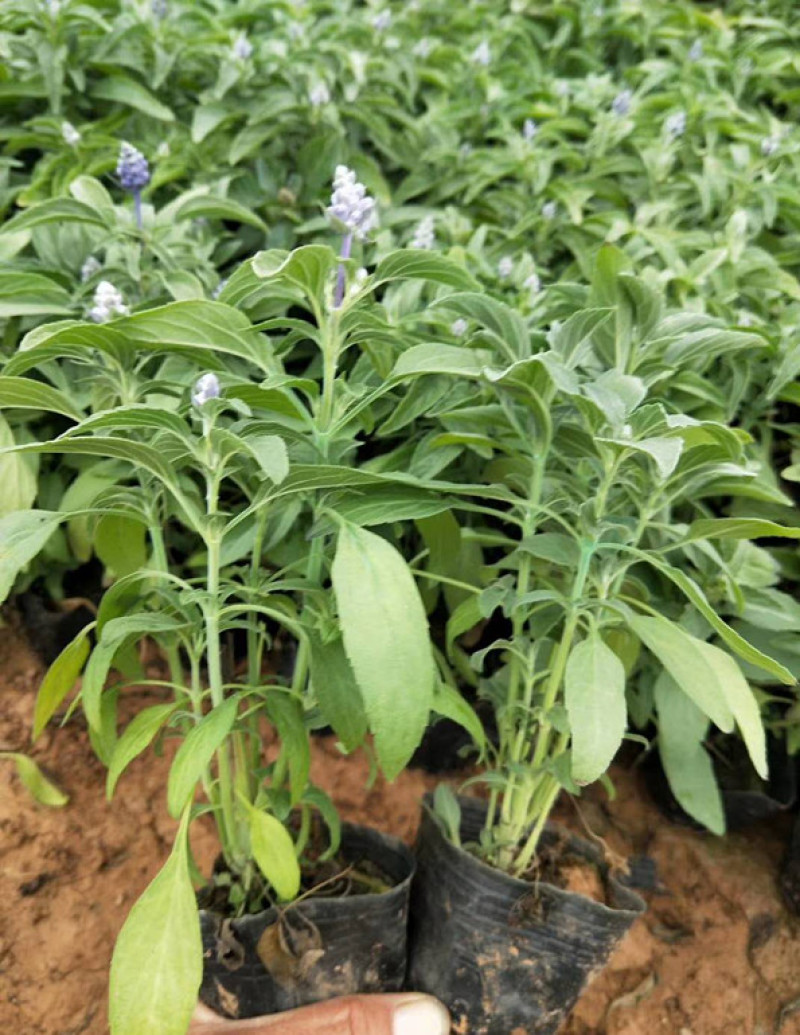草花鼠尾草花海观赏植物双色盆鼠尾草批发根系好一串蓝